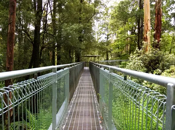 Exploring the Canopy: Otway Fly Zip Lines and Walkways