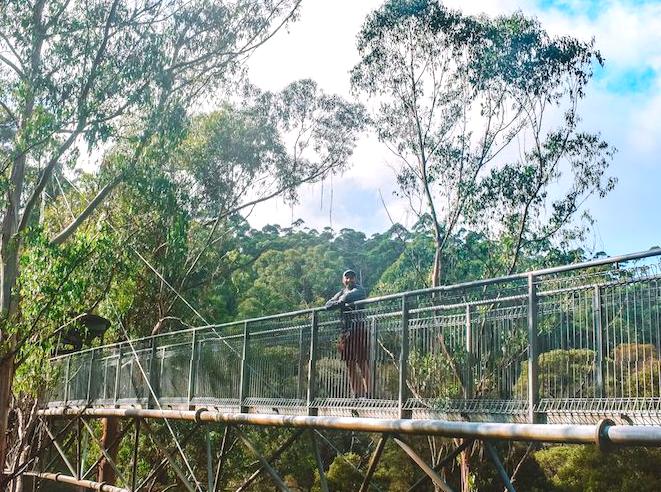 Adventure Awaits at Otway Fly: Treetop Walk and Zip Line Fun