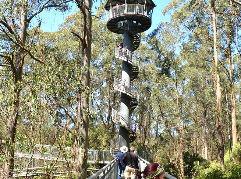 Otway Fly: A Journey Through Treetops with Zip Lines and Walkways