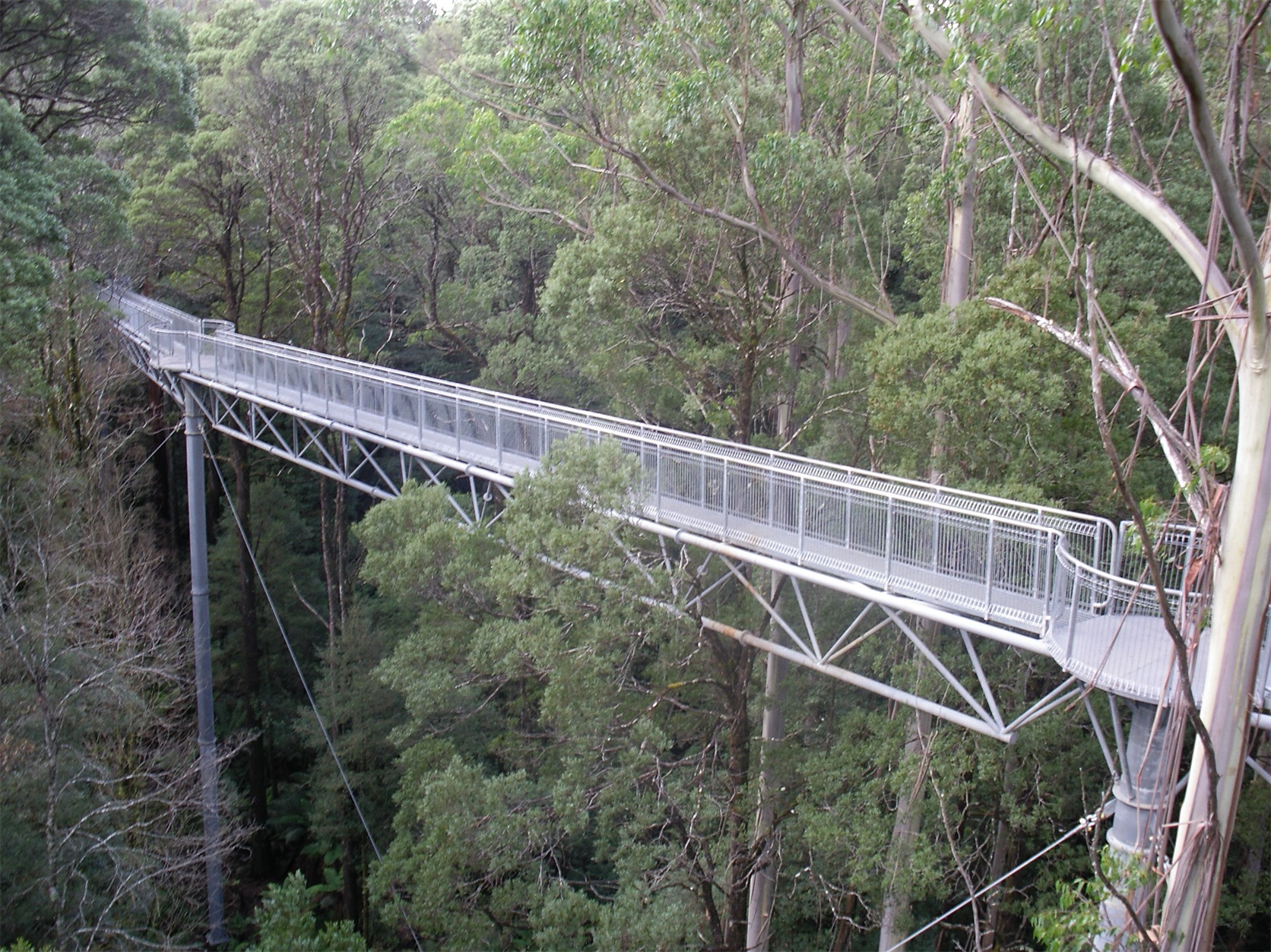 Otway Fly Treetop Adventures: Canopy Walk and Zip Line